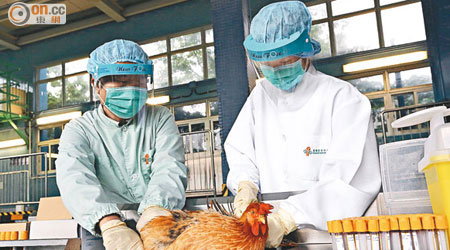 本港食安中心人員為內地供港活雞抽糞便樣本化驗。（資料圖片）