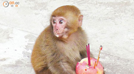 小猴取走商戶拜神的蘋果果腹。（張世洋攝）