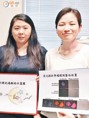黎佑芷（左）及港大化學系博士研究生張苑茵（右）均有參與研發監測細胞活動的技術。（張美蘭攝）