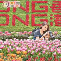萬五朵五色鬱金香花海面積達一百四十四平方米，香港品牌花牆則排在後面。