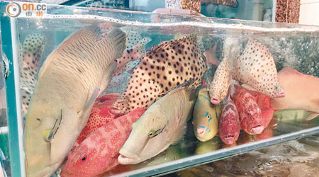擠迫 <br>鯉魚門一間海鮮酒家，魚缸內飼養多條食用魚。