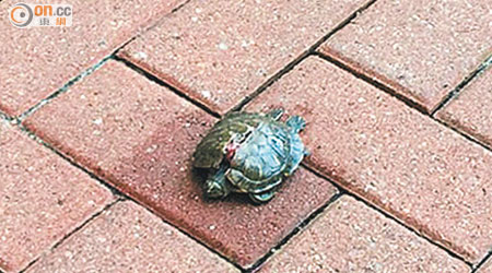 烏龜爆殼倒斃在地上。