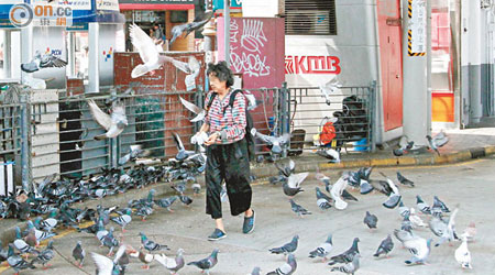 尖沙咀 <br>婦人於天星碼頭對出大灑飼料餵野鴿。