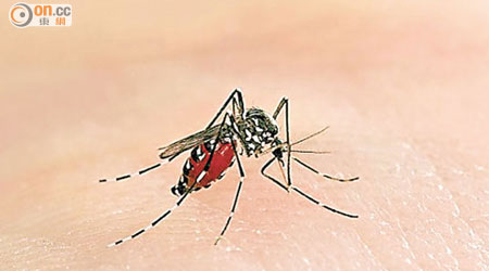 本港過去一周錄得六宗經白紋伊蚊傳播的登革熱個案。