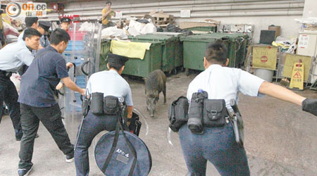 對峙 <br>野豬竄入工廈停車場，多名警員持盾牌戒備。（趙瑞麟攝）