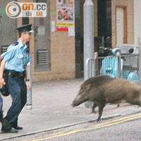 追逐 <br>野豬街上狂奔，警員持盾牌圍捕。