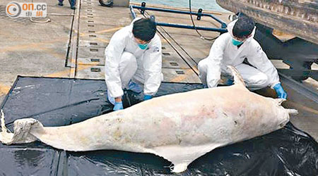 有關人員檢查中華白海豚屍體。（海洋公園保育基金鯨豚擱淺行動組提供）