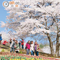到韓國賞櫻花成為港人近年外遊的熱門選擇。（資料圖片）