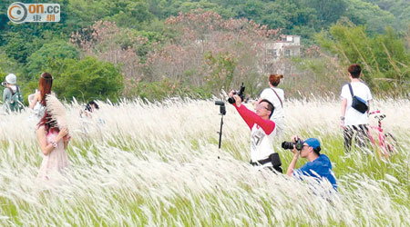 打鼓嶺坪洋一幅草地近期熱爆網上，吸引大批遊人前來拍攝。