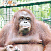 猩猩王「達圖」深受市民歡迎。