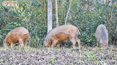 三隻小野豬在那打素醫院外食草。 （林兆崙攝）