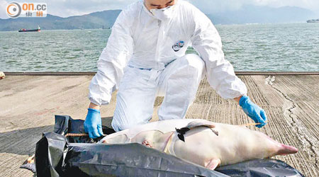 海洋公園人員檢驗中華白海豚屍體。（海洋公園保育基金「鯨豚擱淺行動組」提供）
