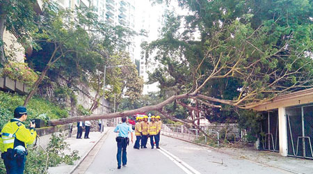 在摩星嶺道倒塌的大樹橫亘路中。（互聯網圖片）