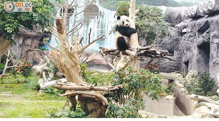 大熊貓「開開」、「心心」經觀察後，無任何異常反應。