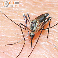 蚊子叮咬動物再叮咬人，有機會把絲蟲傳入人體。
