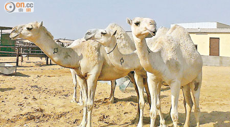 部分在中東感染新沙士的患者曾接觸駱駝。（資料圖片）