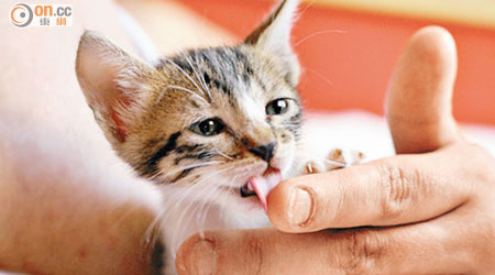 醫生提醒，與貓咪接觸後，要徹底清潔雙手。