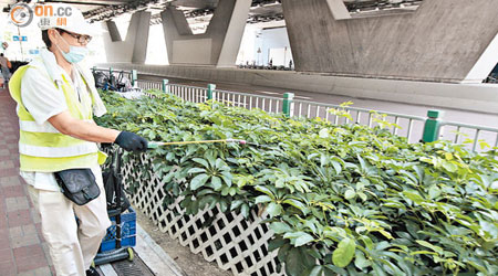 食環署承辦商職員昨早到富嘉花園對出花槽噴灑滅蚊水。（蘇文傑攝）