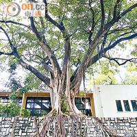 地皮內的石牆樹樹冠達三十米，具高度保育價值。