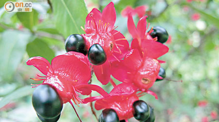 桂葉黃梅授粉後，雄蕊和萼片變成鮮紅，加上黑色果實，看上去像米奇老鼠。
