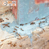 紅火蟻群自三月起出現，不少將軍澳居民被咬至起水泡。