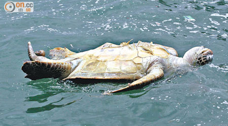綠海龜浮屍堅尼地城海面。（陳展鴻攝） 