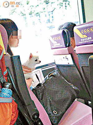 法例規定禁止乘客帶同動物登上巴士，但有乘客公然帶同狗隻乘車。（讀者提供）