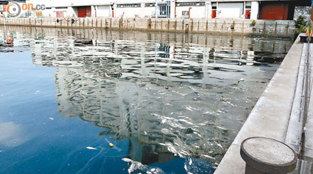 觀塘避風塘內昨晨仍有死魚漂浮未清。（莊杰成攝）