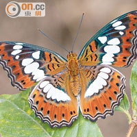 穆蛺蝶多見於灌叢及樹林邊緣，翅膀呈橙色及有白色斑紋。