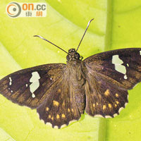 白觸星弄蝶多見於林蔭及葉底，翅膀呈褐色。