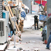 記者視察當日，見最少四隻狗留於後巷內，當中有兩隻無繫上狗帶。