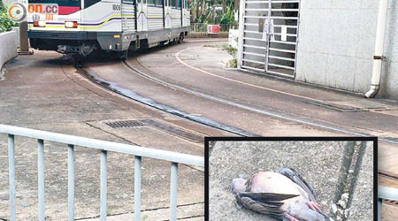 常有雀鳥疑撞到海趣坊玻璃後陳屍在輕鐵車軌旁。