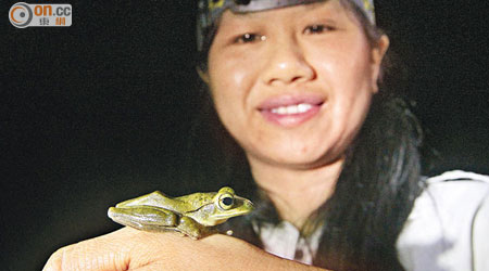 斑腿泛樹蛙是城市裏常見的兩棲動物。（高嘉業攝）