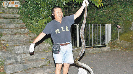 蛇王在黃大仙活捉三公尺長大蟒蛇。（吳建明攝）