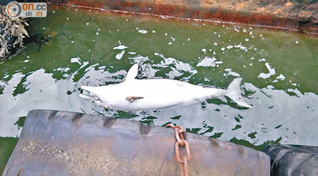 在東涌海面發現的疑似中華白海豚屍體。（讀者提供）