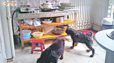 狗場出售「自家繁殖」的西藏獒犬，衞生環境惡劣。