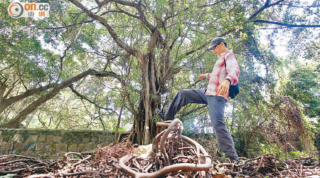 居民於谷內發現多棵具八十年樹齡的細葉榕樹。（黃永俊攝）