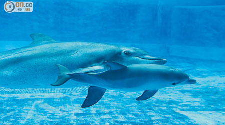 海豚寶寶 <br>雌性海豚寶寶Halo伴隨母親Angel在園內暢泳。