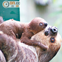 二趾樹懶寶寶 <br>二趾樹懶寶寶喜歡隨母親四處探索。