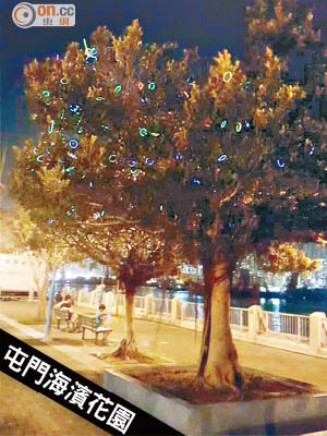 公園內有兩棵大樹掛滿圈狀的螢光棒。（被訪者提供）