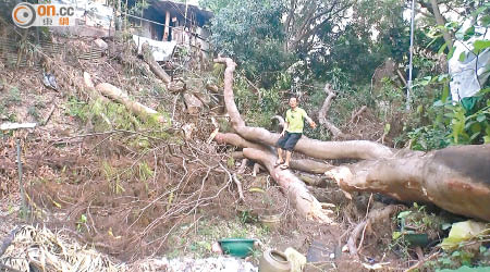 倒塌的巨樹甚為粗壯，坐在樹幹上的張先生促請部門盡快移走大樹。