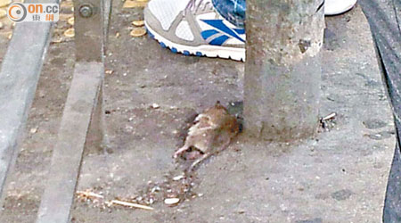 9月13日 <br>有市民發現太子道西天橋底安全島內有老鼠屍體，連日來仍未被清理。