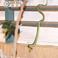 本港最常見的毒蛇為青竹蛇，常常在郊野發現。（資料圖片）