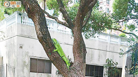 巨蜥伏在樹上享受日光浴。（讀者提供）