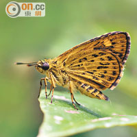 鈎型黃斑弄蝶