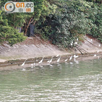 白鷺啄魚屍 <br>沙田文禮閣對出河域只見大批白鷺在覓食死魚。