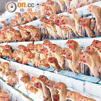 美國有連鎖食店將停用含抗生素雞隻。