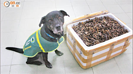檢疫偵緝犬協助漁護署人員，在上周五的空運郵件檢獲乾海馬。