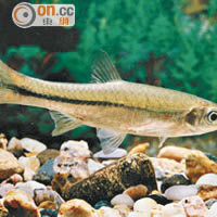 斯氏波魚是居於蓮麻坑河的稀有魚類。（漁護署提供）