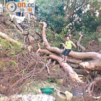 沙田 <br>排頭村官地一棵大樹倒塌，惟地政總署將責任推卸予路政署。